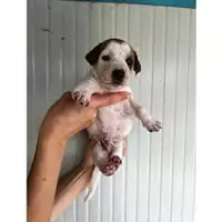 Foto dell\'animale COMUNE DI EBOLI - 380260170237831