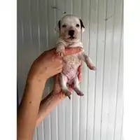Foto dell\'animale COMUNE DI EBOLI - 380260170237824