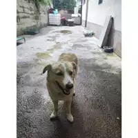Foto dell\'animale COMUNE DI SALERNO - 380260170244569