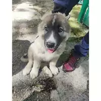 Foto dell\'animale COMUNE DI SALERNO - 380260170246869