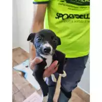 Foto dell\'animale COMUNE DI SALERNO - 380260170246868