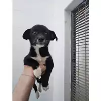 Foto dell\'animale COMUNE DI SALERNO - 380260170246866