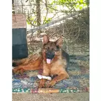 Foto dell\'animale COMUNE DI SALERNO - 380260004057258