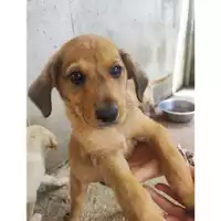 Foto dell\'animale COMUNE DI SALERNO - 380260170246490
