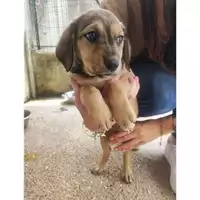 Foto dell\'animale COMUNE DI SALERNO - 380260170246493