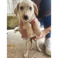 Foto dell\'animale COMUNE DI SALERNO - 380260170246492