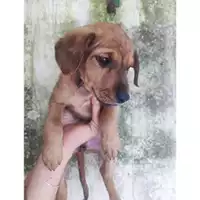 Foto dell\'animale COMUNE DI SALERNO - 380260170246498