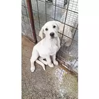 Foto dell\'animale COMUNE DI SALERNO - 380260170246486