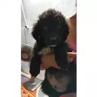 Foto dell\'animale COMUNE DI EBOLI - 380260170249252
