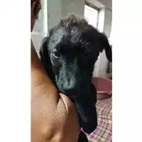 Foto dell\'animale COMUNE DI EBOLI - 380260170235332