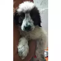 Foto dell\'animale COMUNE DI EBOLI - 380260170235321