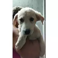 Foto dell\'animale COMUNE DI EBOLI - 380260170235338