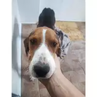 Foto dell\'animale COMUNE DI SALERNO - 380260044582697