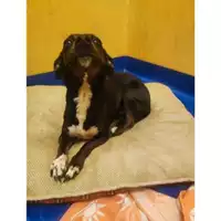 Foto dell\'animale COMUNE DI SALERNO - 380260043937244
