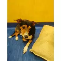 Foto dell\'animale COMUNE DI SALERNO - 380260043937078