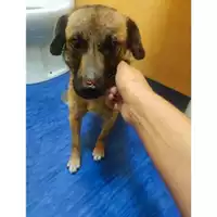 Foto dell\'animale COMUNE GIFFONI VALLE PIANA - 380260044671799