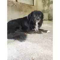 Foto dell\'animale COMUNE DI SALERNO - 380260170246382