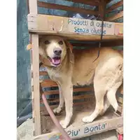 Foto dell\'animale COMUNE DI SALERNO - 380260170246626