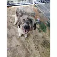 Foto dell\'animale COMUNE DI SALERNO - 380260170246398