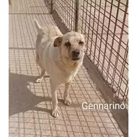 Foto dell\'animale COMUNE DI EBOLI - 380260041187787