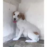 Foto dell\'animale COMUNE DI SALERNO - 380260170246294