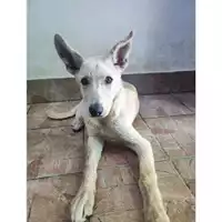 Foto dell\'animale COMUNE DI SALERNO - 380260170246391
