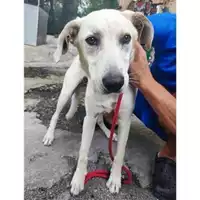 Foto dell\'animale COMUNE DI SALERNO - 380260170225038