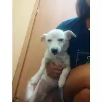 Foto dell\'animale COMUNE DI SALERNO - 380260170225025