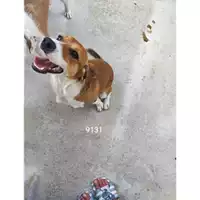 Foto dell\'animale COMUNE DI VIETRI SUL MARE - 380260004819131