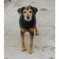 Foto dell\'animale COMUNE DI EBOLI - 380260041187333