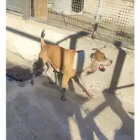 Foto dell\'animale COMUNE DI SALERNO - 380260006030910