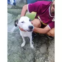 Foto dell\'animale COMUNE DI SALERNO - 380260006030914