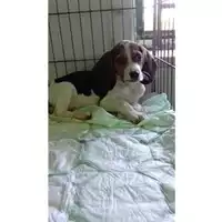 Foto dell\'animale COMUNE DI EBOLI - 380260170249865