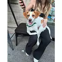Foto dell\'animale COMUNE DI PELLEZZANO - 380260170225984