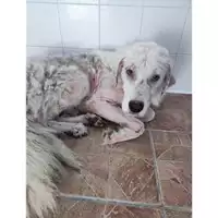 Foto dell\'animale COMUNE DI SACCO - 380260170232857