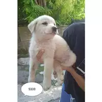 Foto dell\'animale COMUNE DI EBOLI - 380260170235333