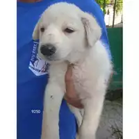 Foto dell\'animale COMUNE DI EBOLI - 380260170249250