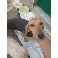 Foto dell\'animale COMUNE DI SALERNO - 380260170246875