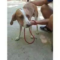 Foto dell\'animale COMUNE DI SALERNO - 380260170246879