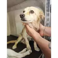 Foto dell\'animale COMUNE DI EBOLI - 380260170232810