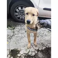 Foto dell\'animale COMUNE DI SALERNO - 380260170246638