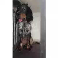 Foto dell\'animale COMUNE SAN MANGO PIEMONTE - 380260170246160