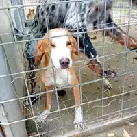 Foto dell\'animale COMUNE GIFFONI VALLE PIANA - 380260044808146