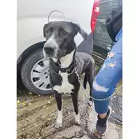 Foto dell\'animale COMUNE DI SALERNO - 380260006030769
