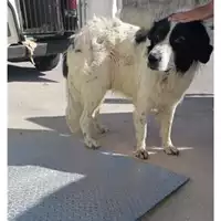 Foto dell\'animale COMUNE DI EBOLI - 380260170232490