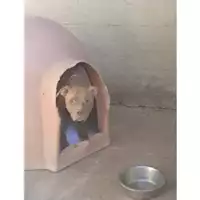 Foto dell\'animale COMUNE DI SALERNO - 380260170246393