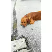 Foto dell\'animale COMUNE DI SALERNO - 380260170246872