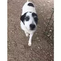Foto dell\'animale COMUNE DI EBOLI - 380260041191824