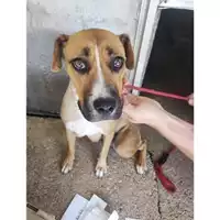Foto dell\'animale COMUNE DI EBOLI - 380260170232760