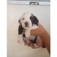 Foto dell\'animale COMUNE DI EBOLI - 380260170232769